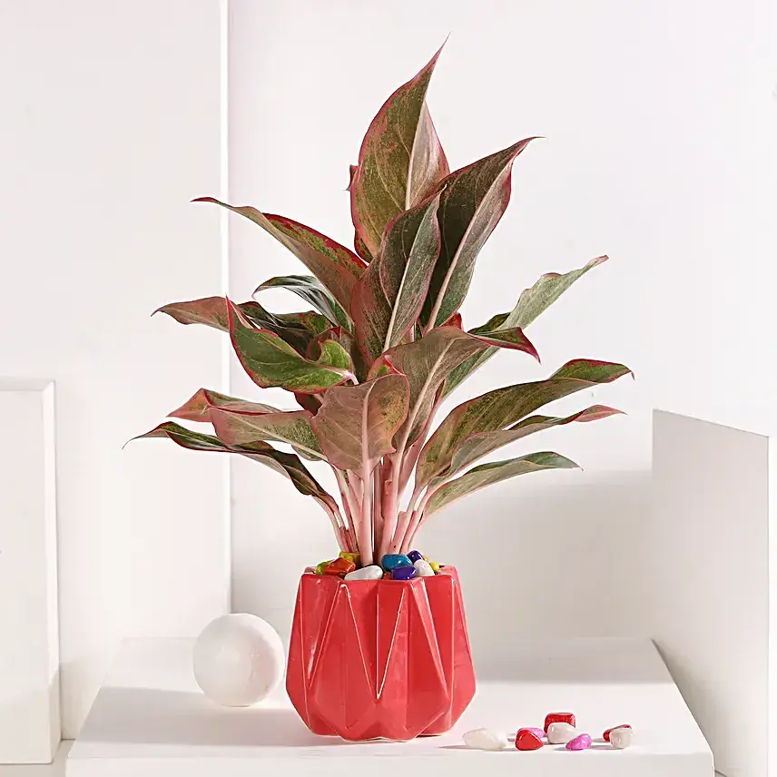 Cherry Aglaonema Delight