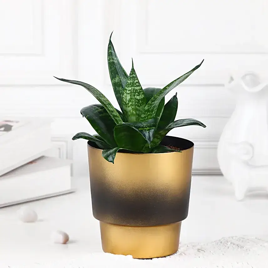 Chic Sansevieria Duo