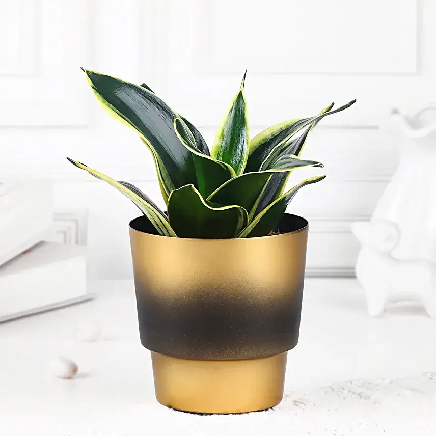 Chic Sansevieria Duo