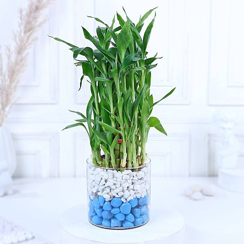 Chocolate Oasis with Bamboo Serenade