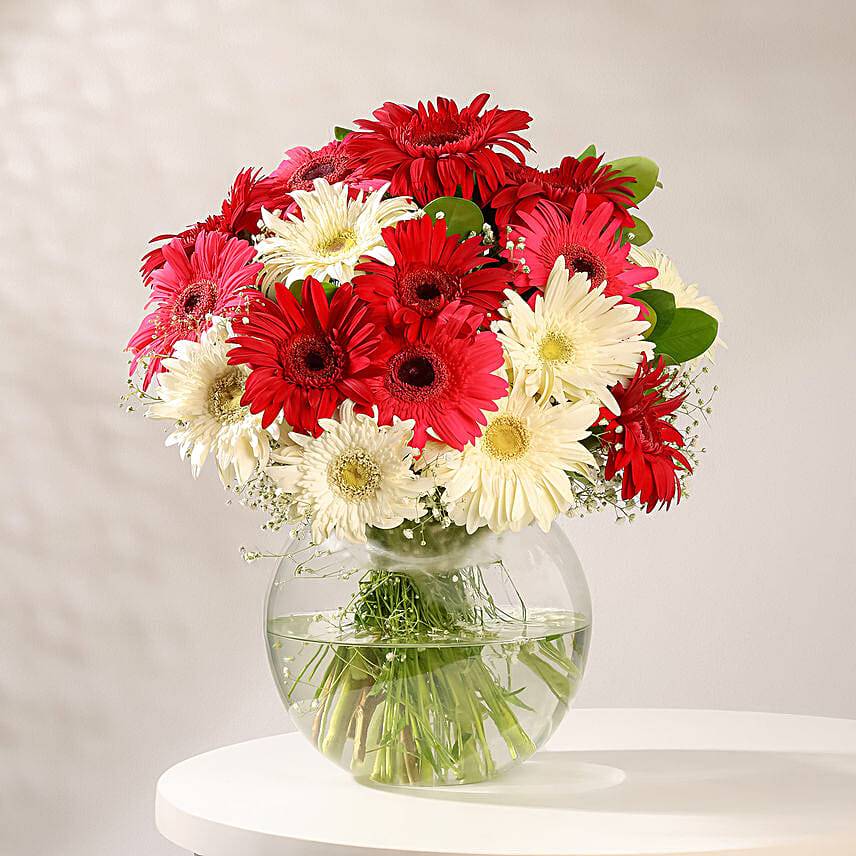Colourful Gerbera Bloom Bowl