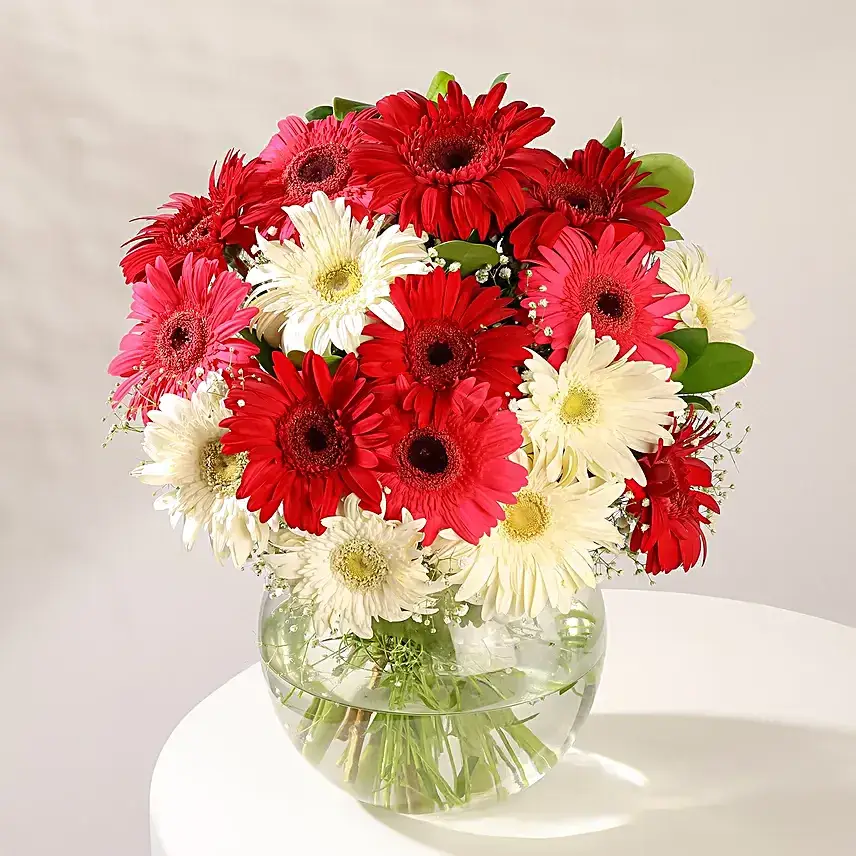 Colourful Gerbera Bloom Bowl