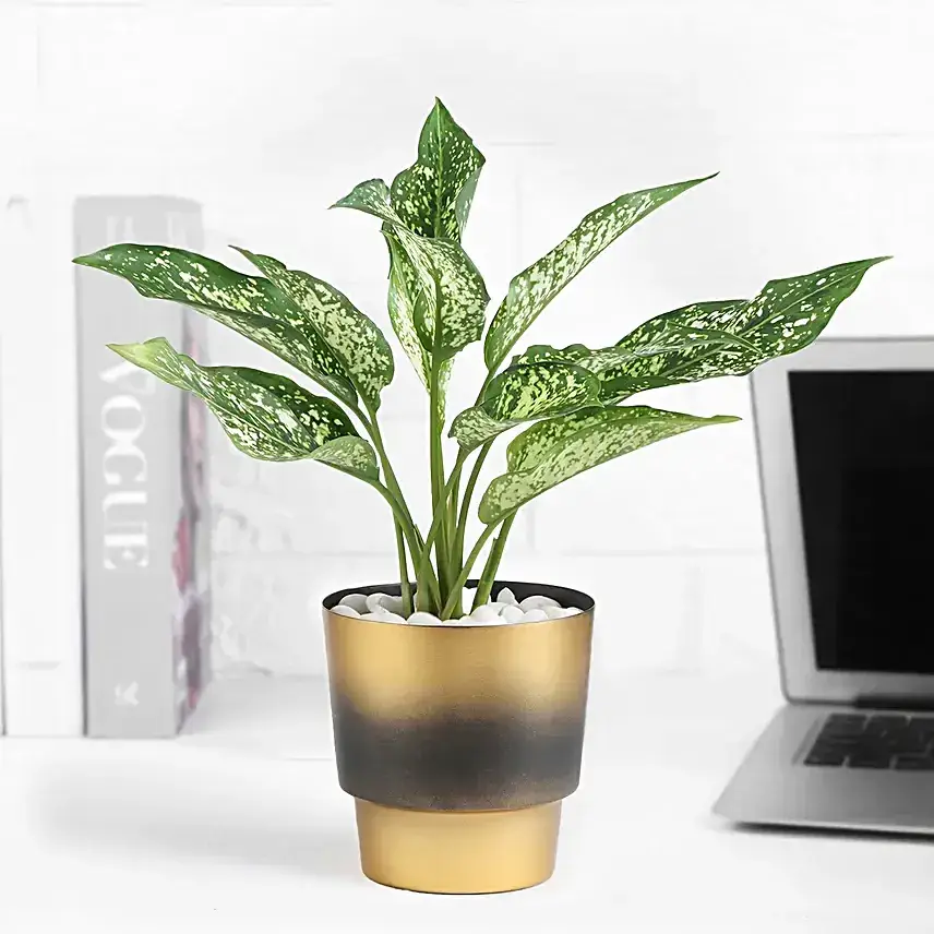 Crimson Grace Aglaonema Plant