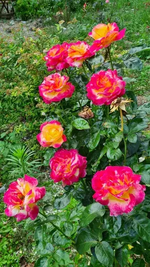 Attractive Bicolor Rose (Grafted) Flower Live Plant For Home Garden (Pack Of 1) Buy @ ₹499