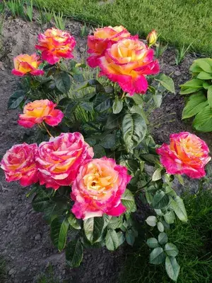 Attractive Bicolor Rose (Grafted) Flower Live Plant For Home Garden (Pack Of 1) Buy @ ₹499