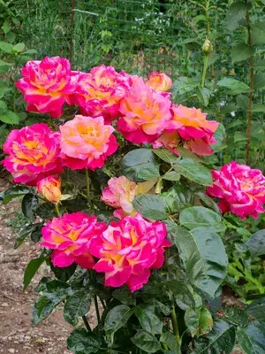 Attractive Bicolor Rose (Grafted) Flower Live Plant For Home Garden (Pack Of 1) Buy @ ₹499