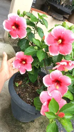 Bicolor Hibiscus Flower Live Plant & Tree (1.5-3.5 Ft Height) For Gardening, Pack Of 1 Buy @ ₹499