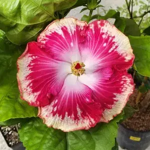 American Hibiscus Flowering Live Plant (1.5-3.5 Ft Height) For Home Garden, Pack Of 1 Buy @ ₹499