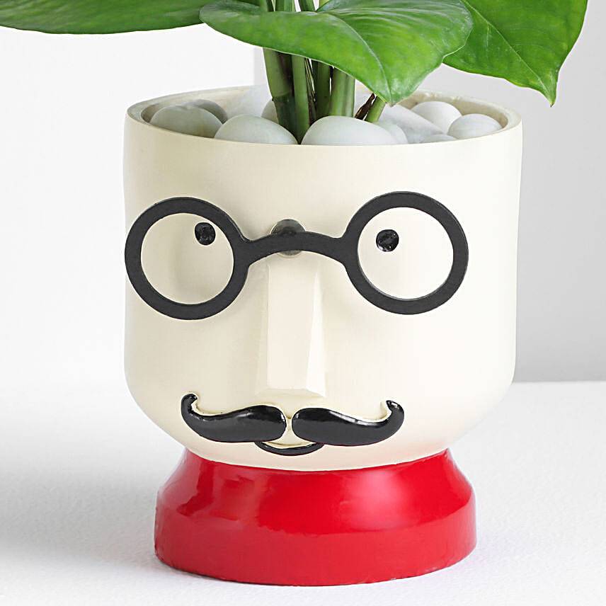 Cheerful Chap Money Plant