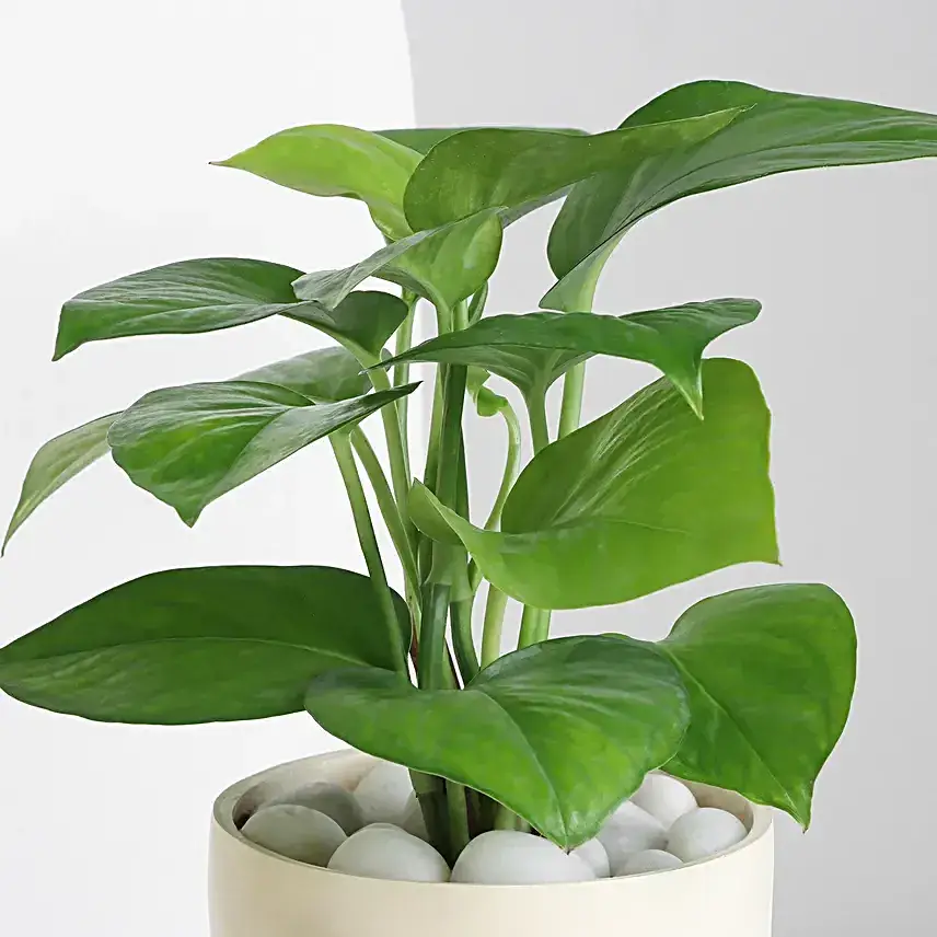 Cheerful Chap Money Plant