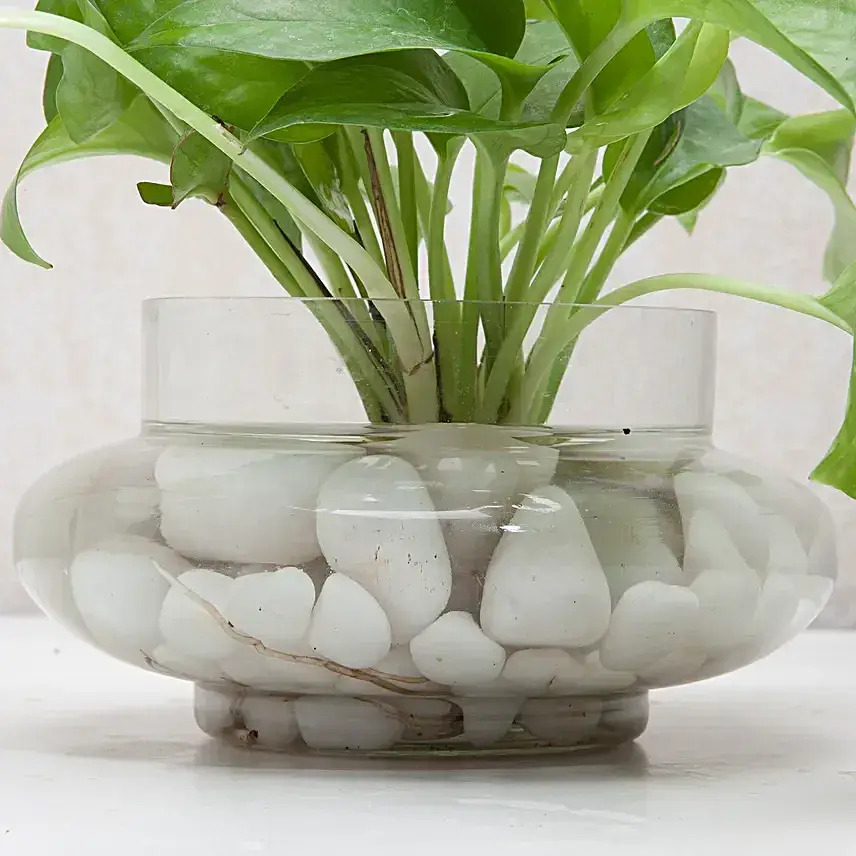 Divine Money Plant Terrarium