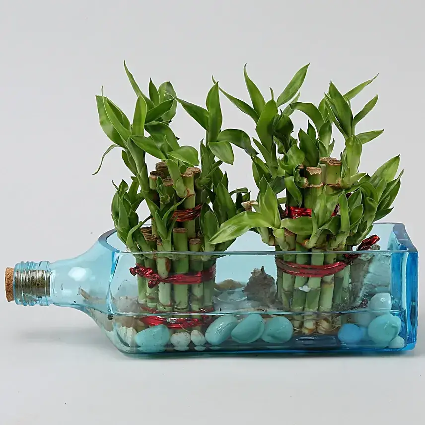 Double Lucky Bamboo In Bombay Sapphire Bottle Planter