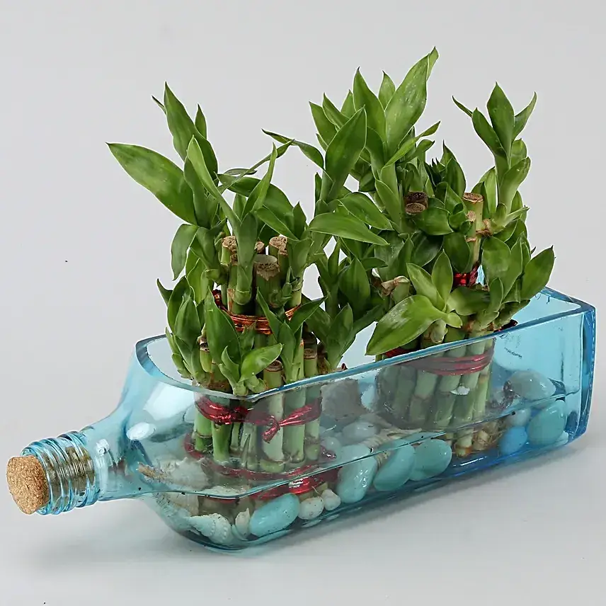 Double Lucky Bamboo In Bombay Sapphire Bottle Planter