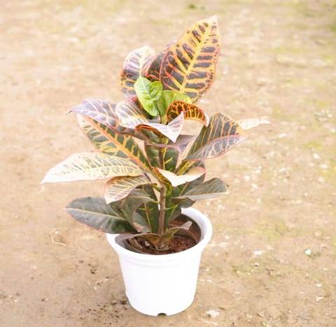 Croton Petra in 8 Inch White Nursery Pot