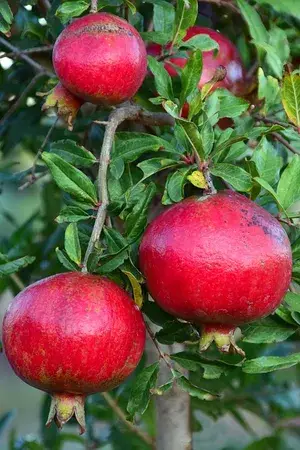 Red Silk Jambo Size Pomegranate Fruit Plant For Gardening 1.5-3.5 Ft Hight Best Selling Plant ,Pomegranate Healthy Live Fruit Plant Age 1.5 Years (Air Layering, Pack Of 1) Buy @ ₹499