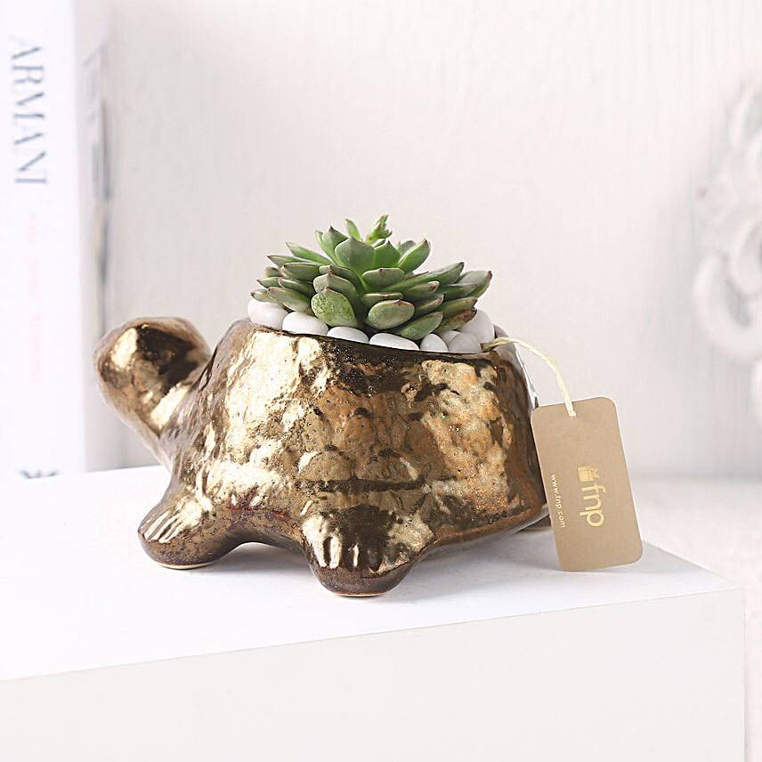 Echeveria Plant in Ceramic Pot