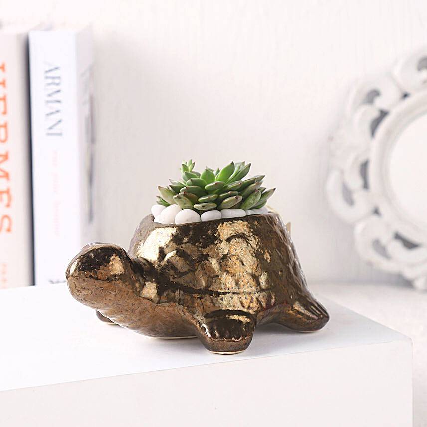 Echeveria Plant in Ceramic Pot
