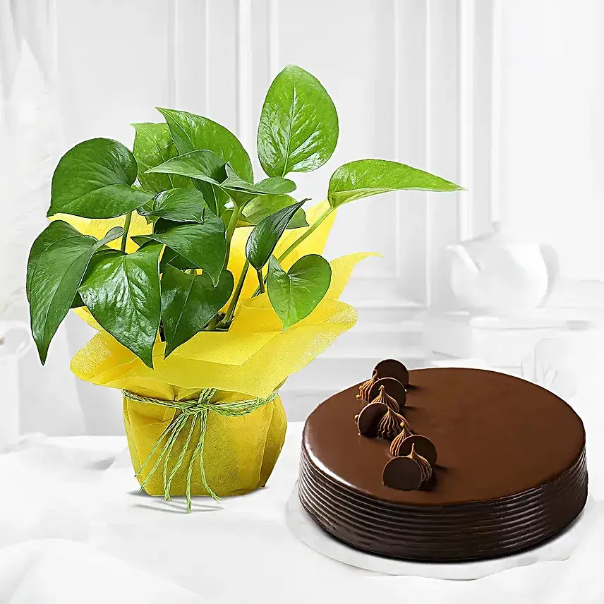 Eggless Truffle Cake N Money Plant