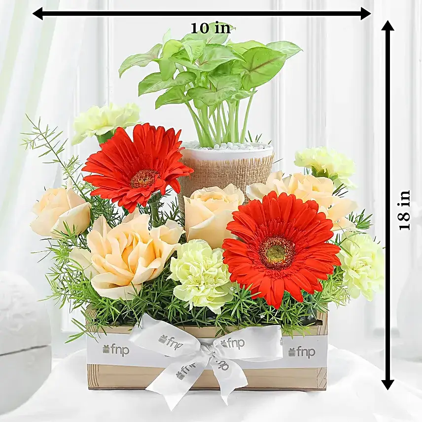 Elegant Blooms N Syngonium Gift