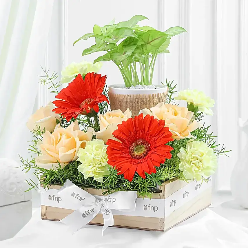 Elegant Blooms N Syngonium Gift