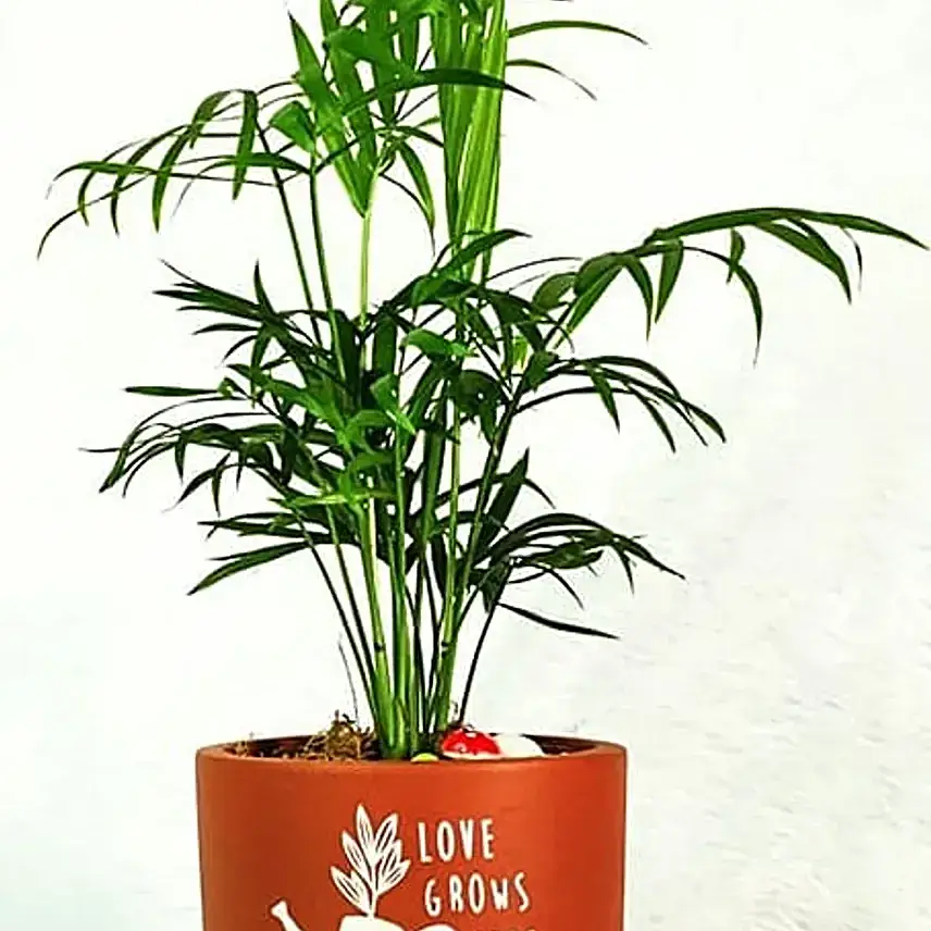 Elegant Palm Plant in Classic Terracotta Planter