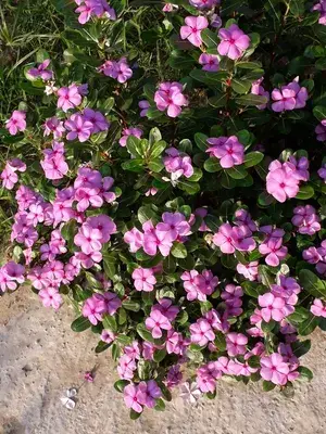 Attractive Pink Vinca (Madagascar Periwinkle)  Flower Plant For Shrub/Home Garden (1.5-2.5 Ft Height) Pack Of 1 Buy @ ₹399