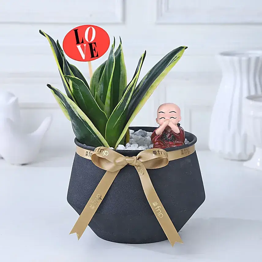 Eternal Milt Sanseveria Plant