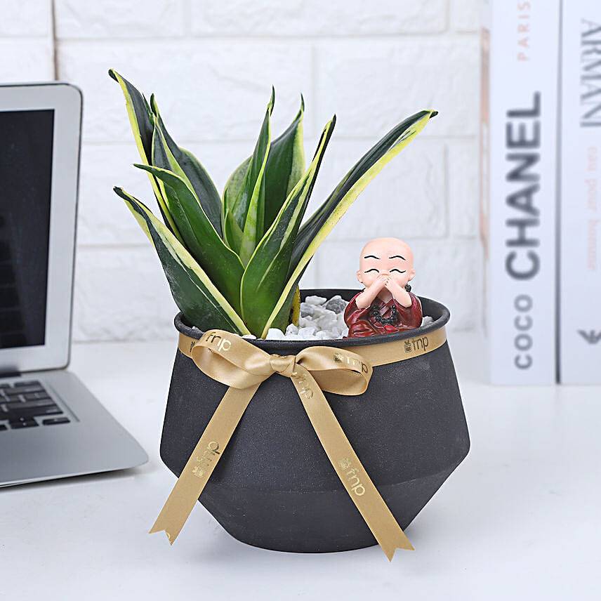 Eternal Milt Sanseveria Plant