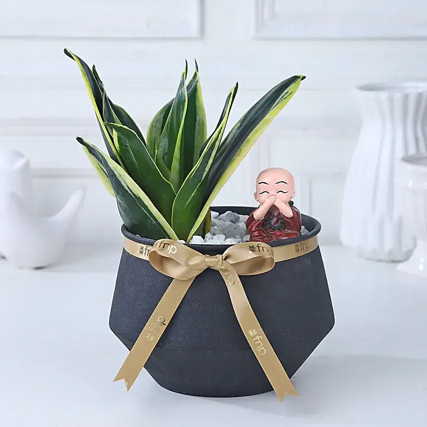 Eternal Milt Sanseveria Plant