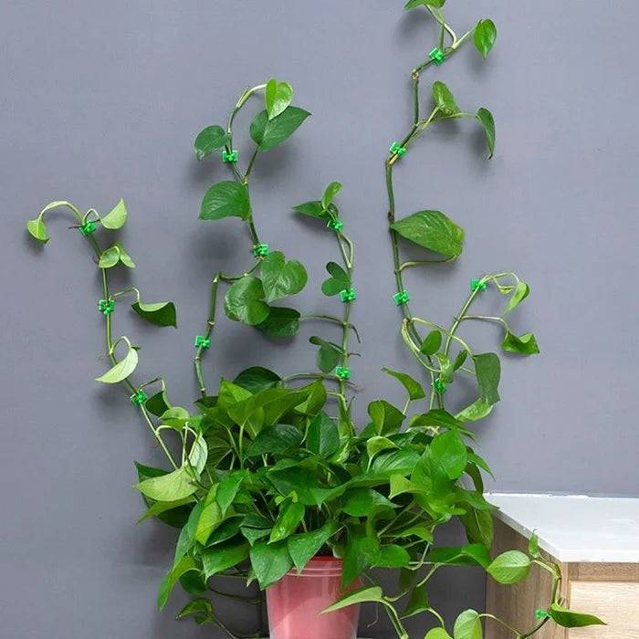 30pcs Climbing Plants Wall Clips (Large Size), Vine Plant Climbing Fixing Clip Hook Invisible Plant Clips for Climbers Plant Wall Clips Plant Support Binding Clip Buy @ ₹99