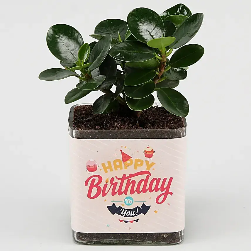 Ficus Compacta Plant In Happy Birthday  Vase