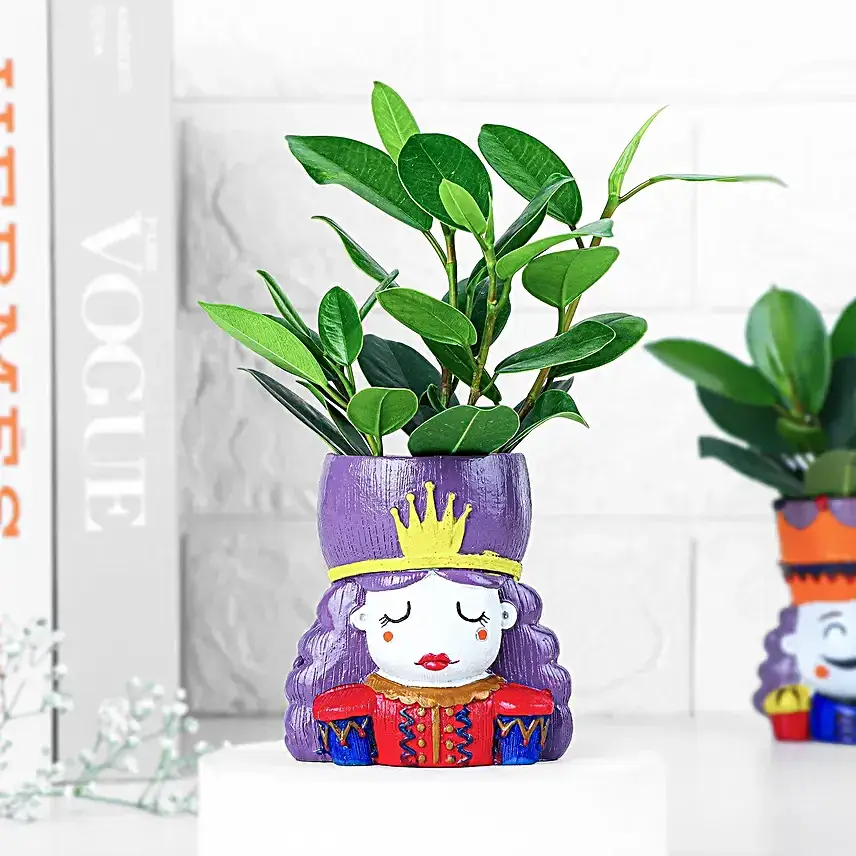 Ficus Compacta Plant In King Queen Pot