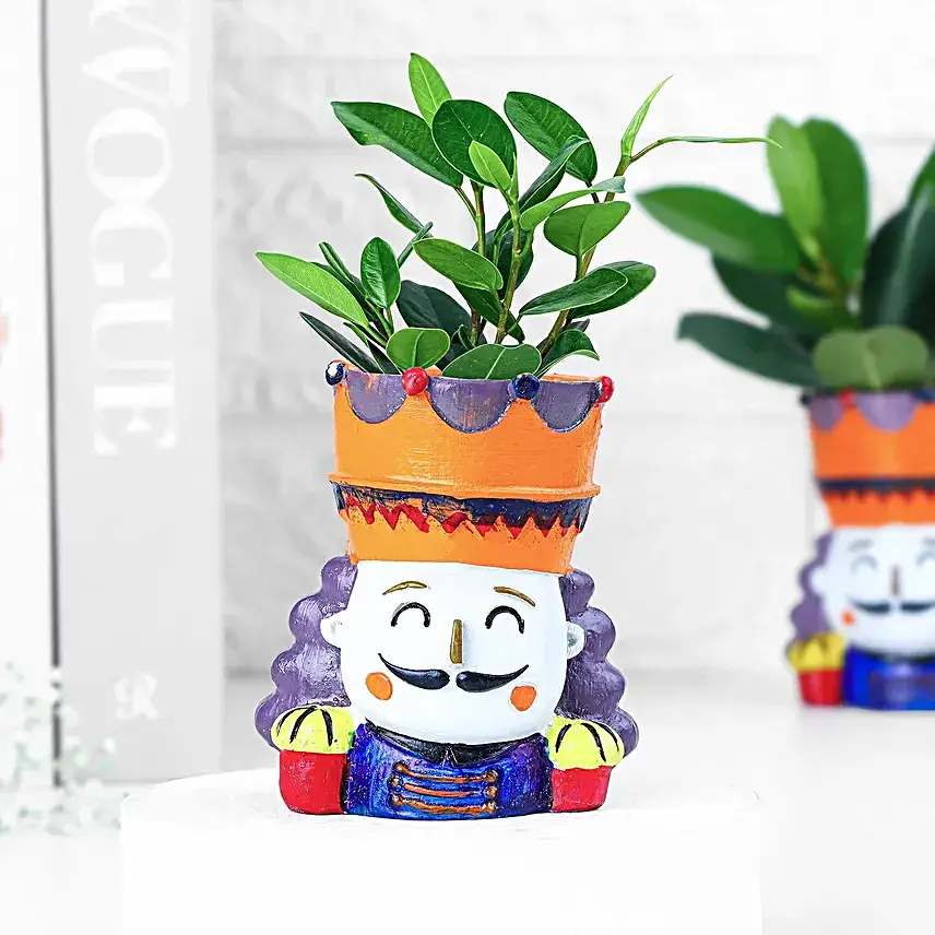 Ficus Compacta Plant In King Queen Pot