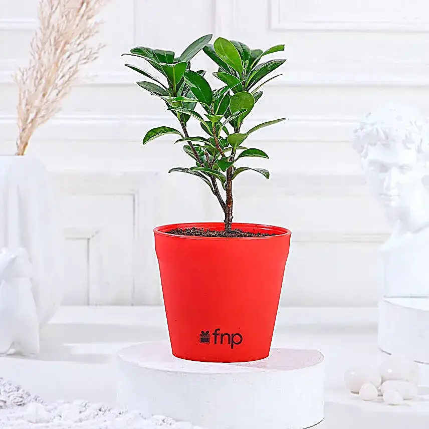 Ficus Compacta Plant in Red Pot Gift