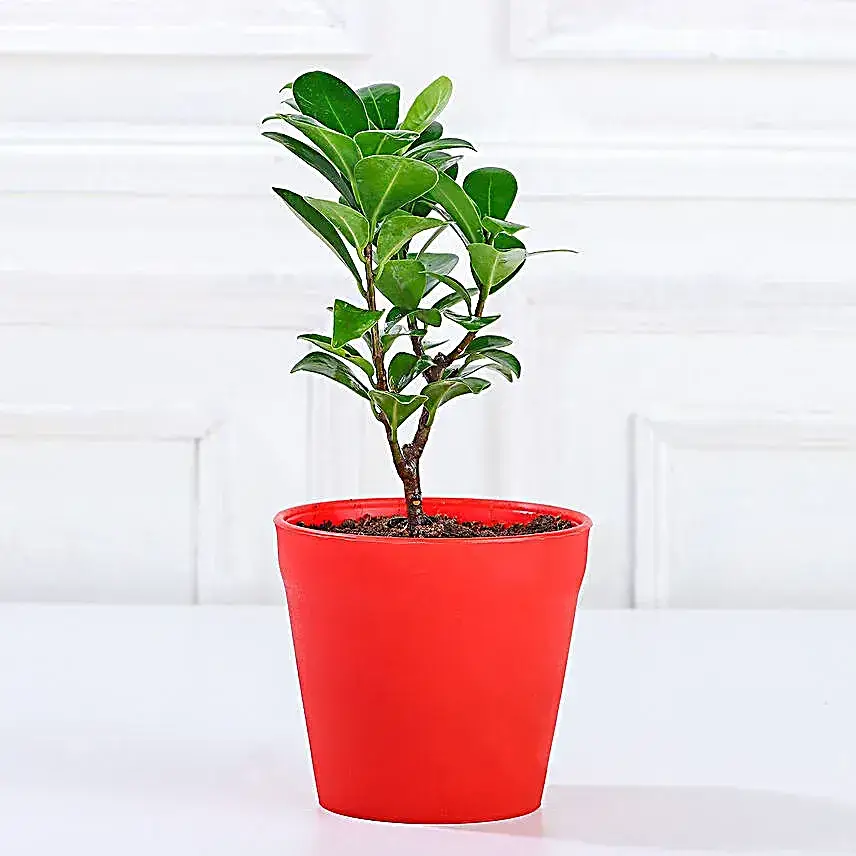Ficus Compacta Plant in Red Pot Gift