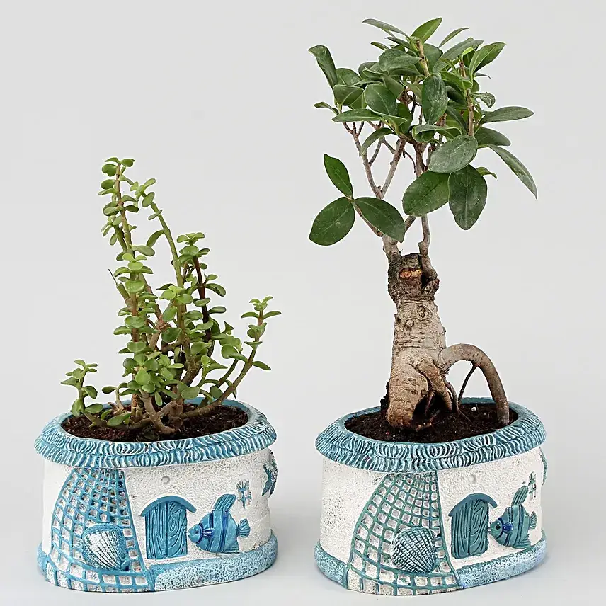 Ficus Ginseng Bonsai & Jade Plant Set