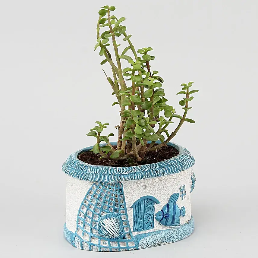 Ficus Ginseng Bonsai & Jade Plant Set