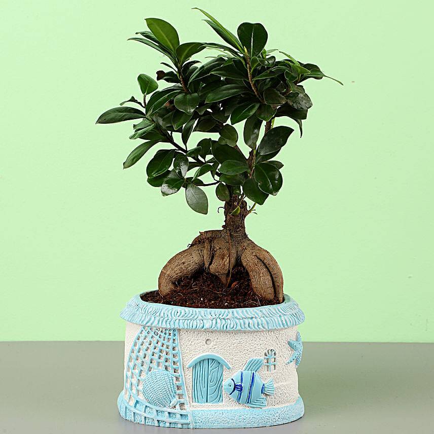 Ficus Ginseng Bonsai In Sea House Planter