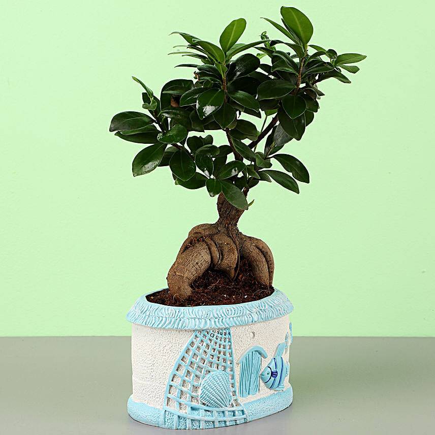 Ficus Ginseng Bonsai In Sea House Planter