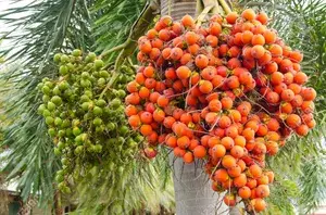Betal Nut/Supari Plant Inter Mangala Betel Nut Plant || A hybrid varity Of Mangala Arecanut For Your Home Garden (Pack of 1) Buy @ ₹499