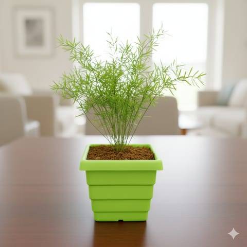 Aspara Grass in 4 Inch Green Premium Orchid Square Plastic Pot