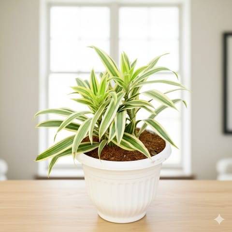 Song Of India in 8 Inch White Olive Plastic Pot