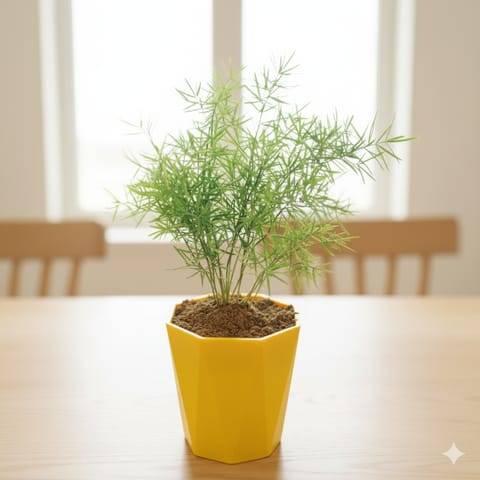 Aspara Grass in 4 Inch Yellow Premium Diamanti Plastic Pot