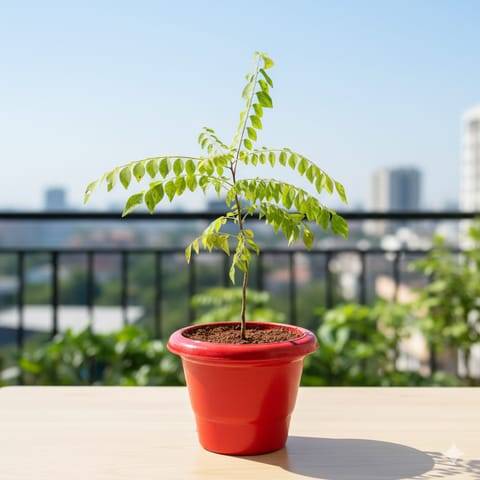 Curry Patta in 6 Inch Classy Red Plastic Pot