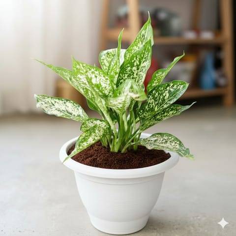 Aglaonema snow White in 10 Inch Classy White Plastic Pot