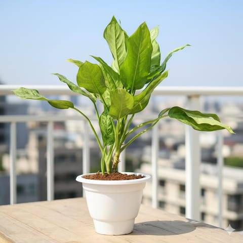 Aglaonema Maria Christina in 10 Inch Classy White Plastic Pot