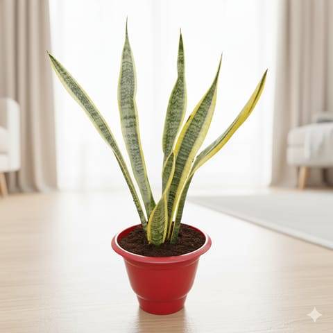 Snake Golden Long in 10 Inch Classy Red Plastic Pot