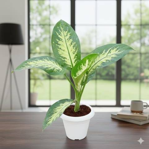 Dieffenbachia Seguine in 6 Inch Classy White Plastic Pot