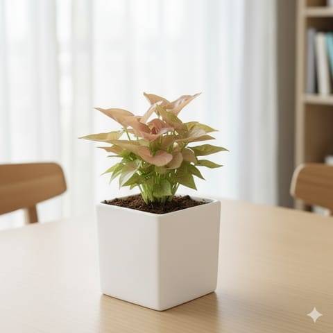 Gift Ready - Syngonium Pixie Pink in 4 Inch Classy White Square Ceramic Pot Wrapped in Lovely Gift Bag For Your Loved Ones