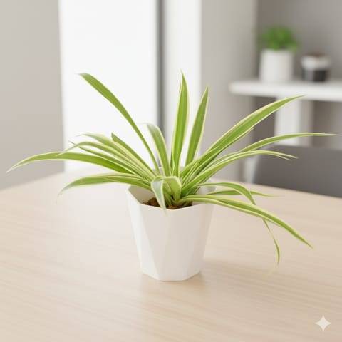 Spider in 4 Inch White Premium Diamanti Plastic Pot